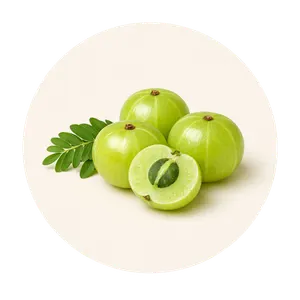 Amla herb used in Royallify hair growth oil to strengthen hair roots