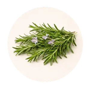 Rosemary herb used in Royallify hair oil to support healthy hair growth